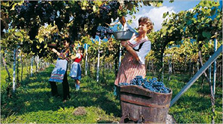 Weinbauern in Südtirol